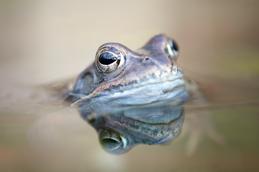 Moorfrosch (Rana arvalis)