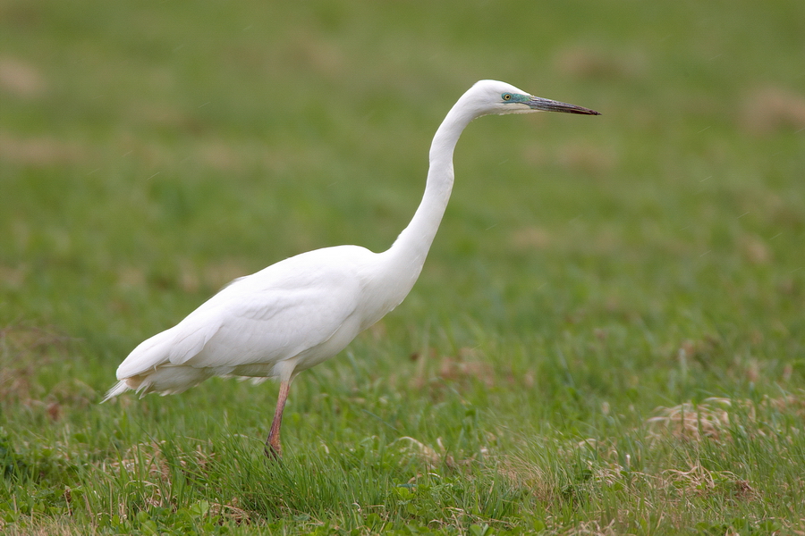 Silberreiher (Casmerodius albus)