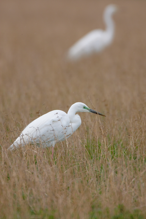 Silberreiher (Casmerodius albus)