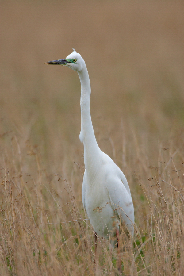 Silberreiher (Casmerodius albus)