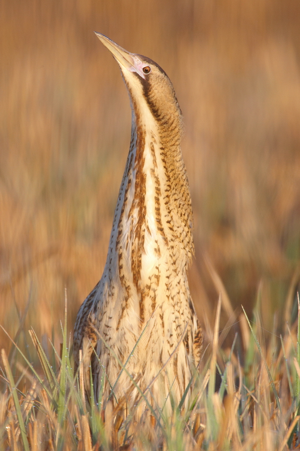 Rohrdommel (Botaurus stellaris)