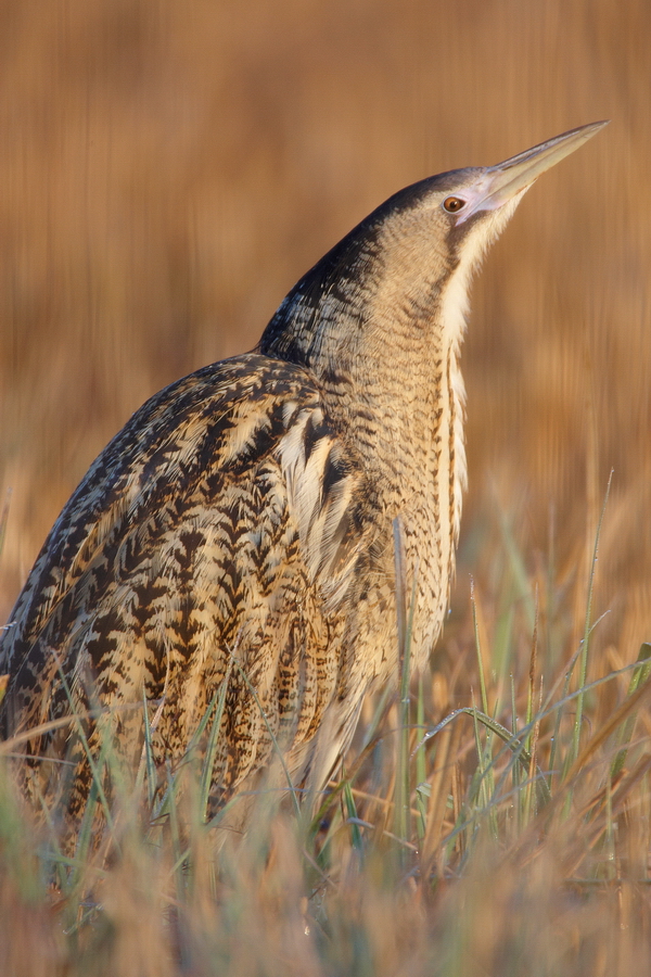 Rohrdommel (Botaurus stellaris)
