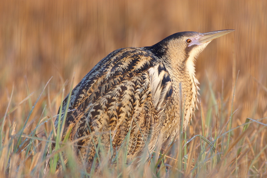 Rohrdommel (Botaurus stellaris)