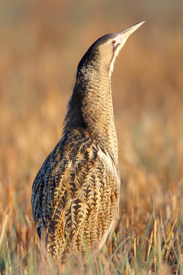 Rohrdommel (Botaurus stellaris)