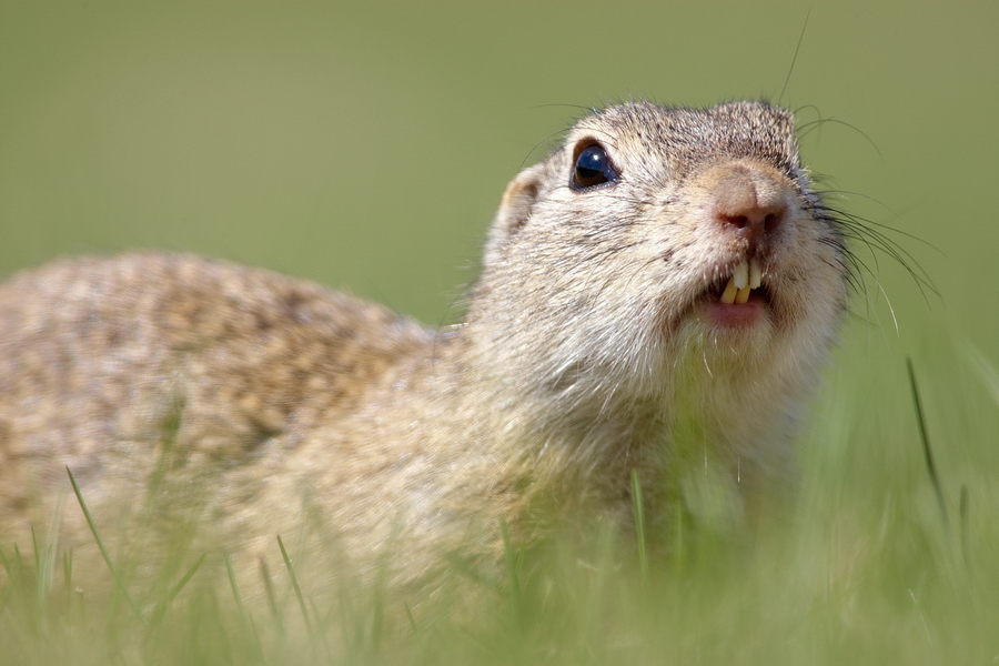 EuropÃ¤isches Ziesel (Spermophilus citellus)