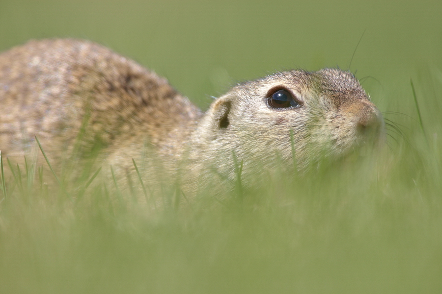 EuropÃ¤isches Ziesel (Spermophilus citellus)