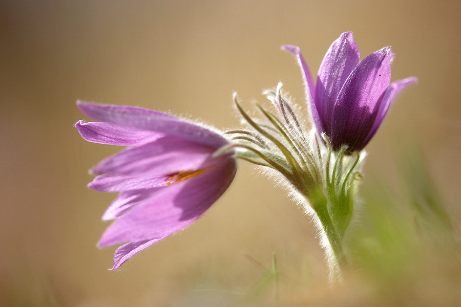 Innsbrucker KÃ¼chenschelle (Pulsatilla oenipontana)