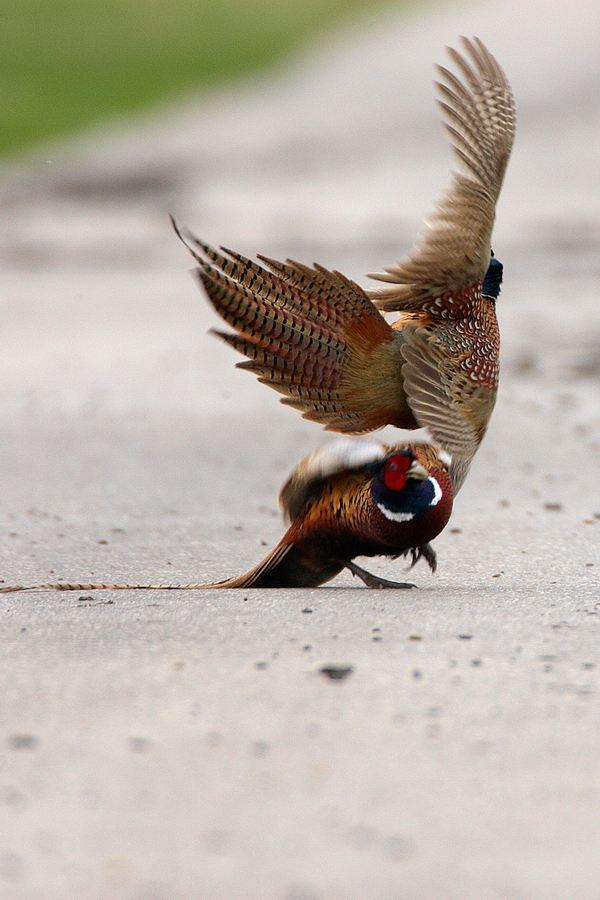 Mongolischer Ringfasan (Phasianus colchicus mongolicus)