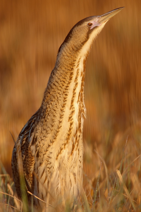 Rohrdommel (Botaurus stellaris)