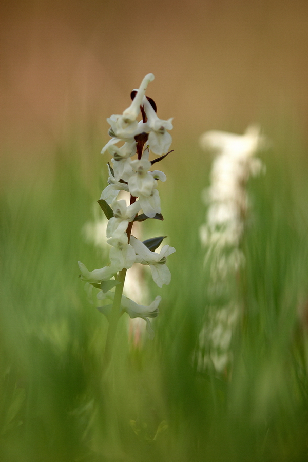 Hohler Lerchensporn (Corydalis cava)