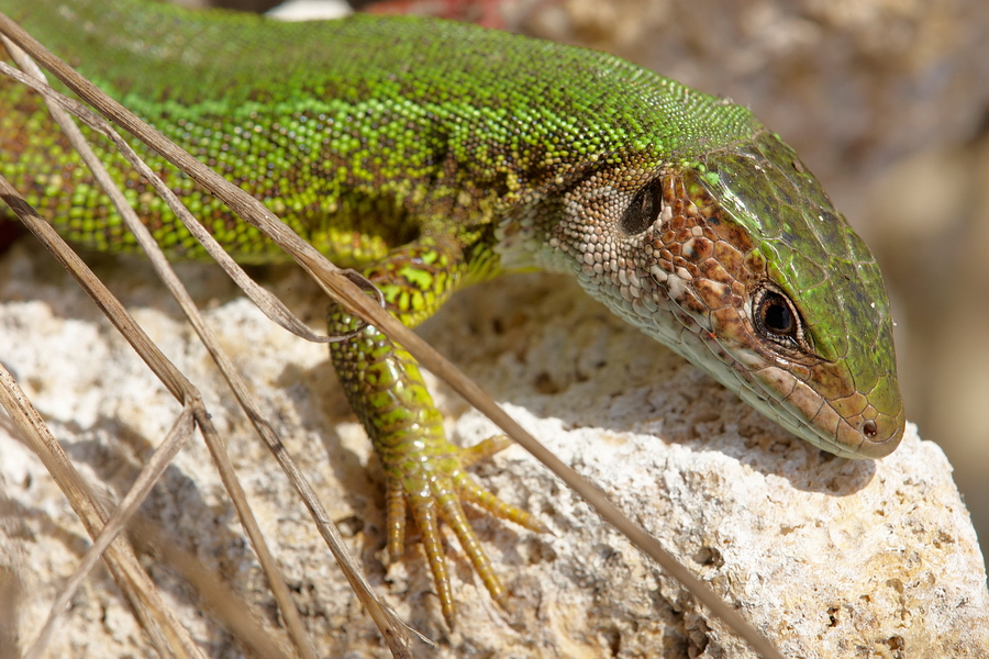 Ã–stliche Smaragdeidechse (Lacerta viridis)
