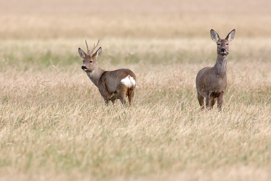 EuropÃ¤isches Reh (Capreolus capreolus)