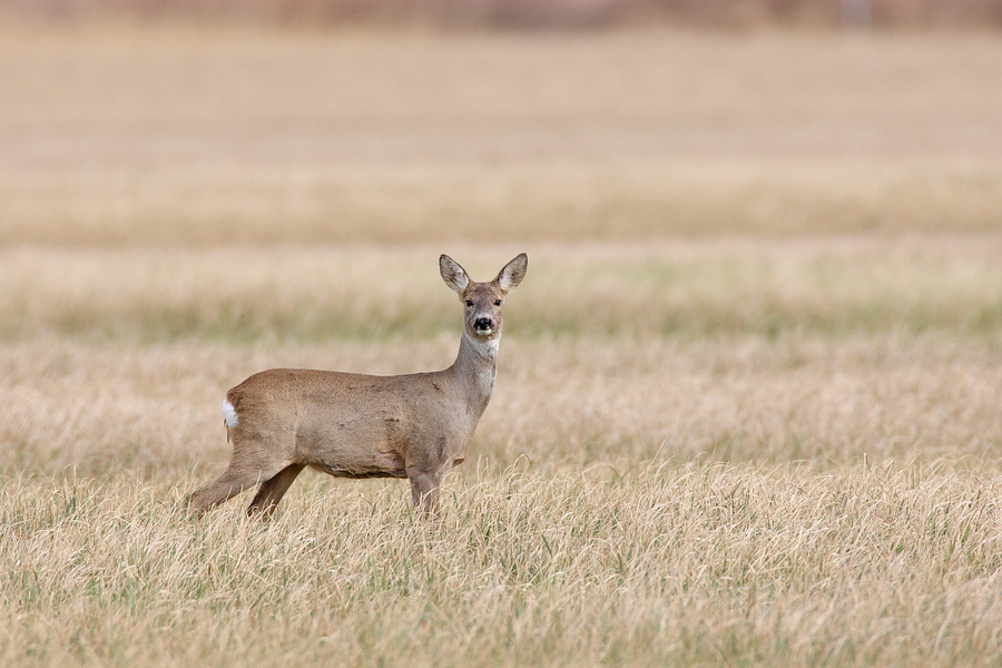 EuropÃ¤isches Reh (Capreolus capreolus)