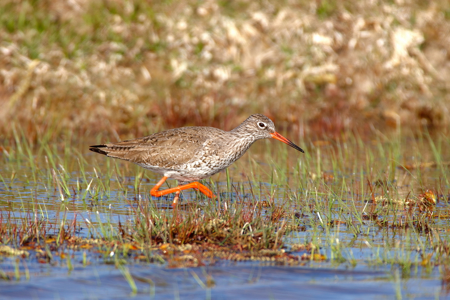 Rotschenkel (Tringa totanus)