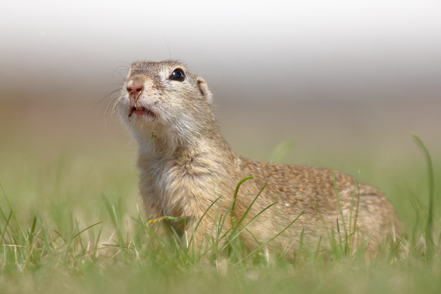 EuropÃ¤isches Ziesel (Spermophilus citellus)