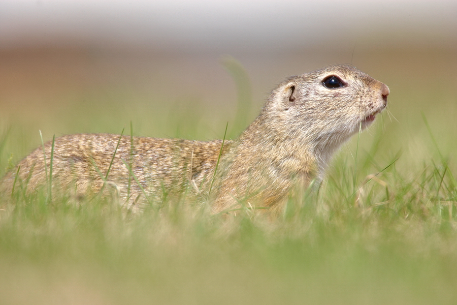 EuropÃ¤isches Ziesel (Spermophilus citellus)