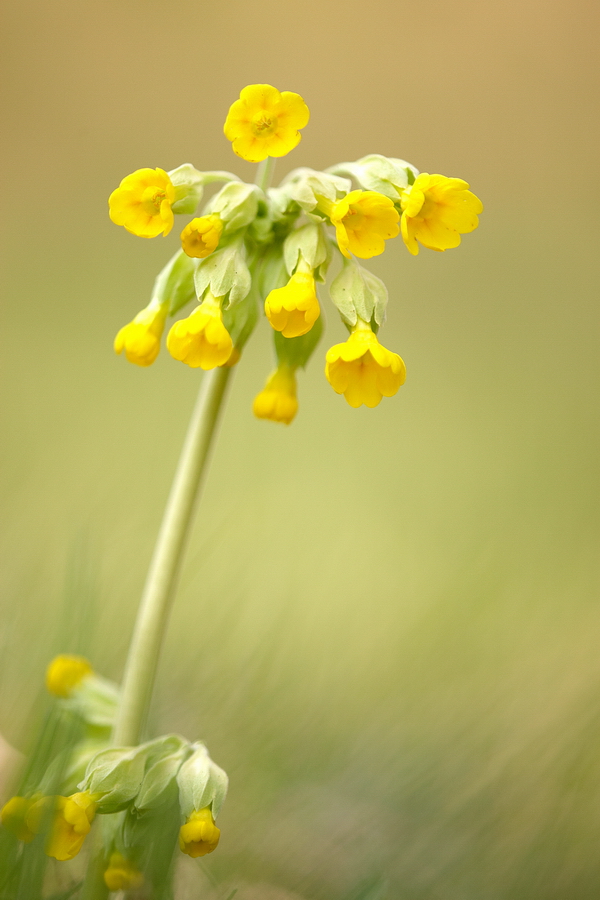 Echte SchlÃ¼sselblume (Primula veris)