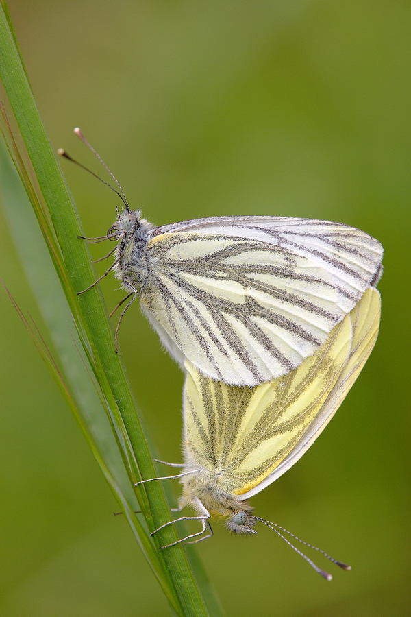 RapsweiÃŸling (Pieris napi)