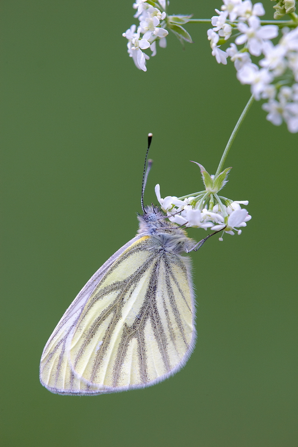 RapsweiÃŸling (Pieris napi)