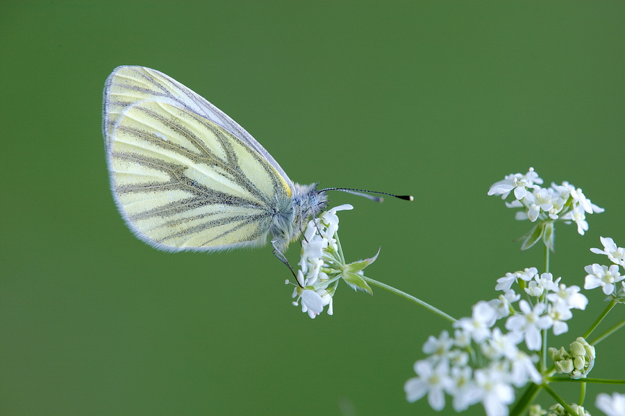 RapsweiÃŸling (Pieris napi)