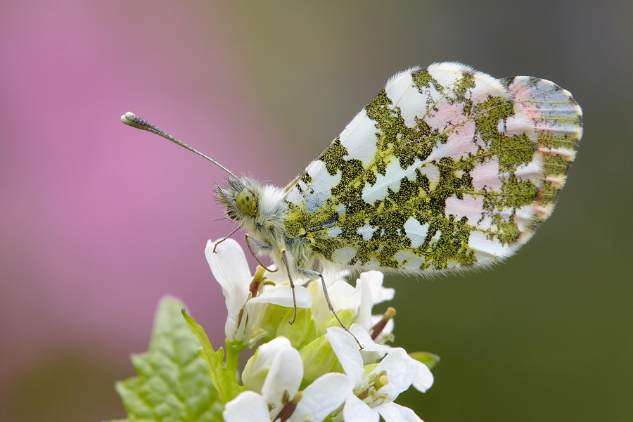 Aurorafalter (Anthocharis cardamines)