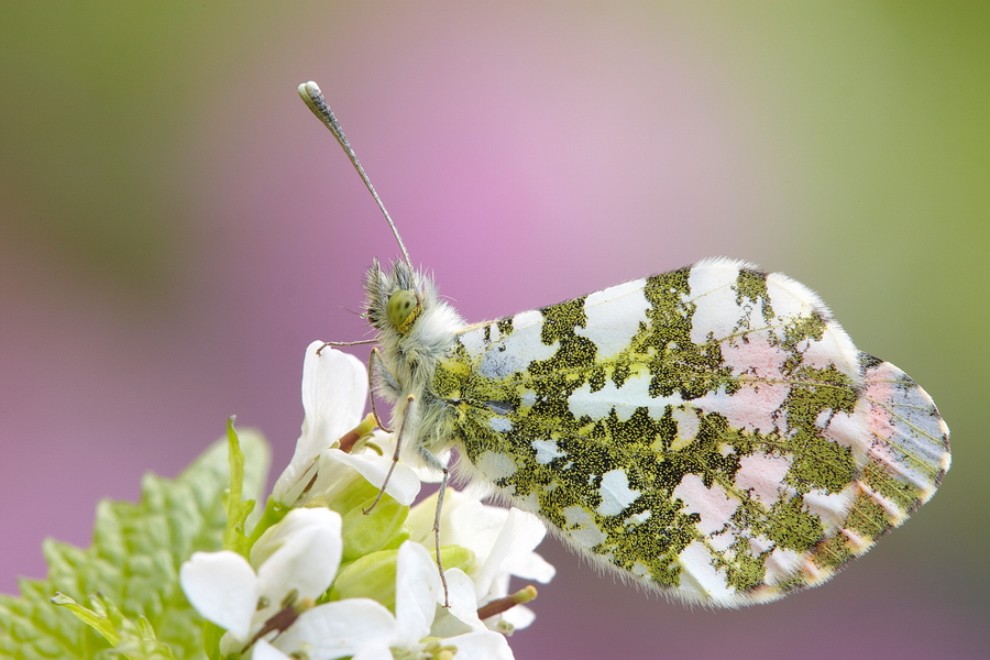 Aurorafalter (Anthocharis cardamines)