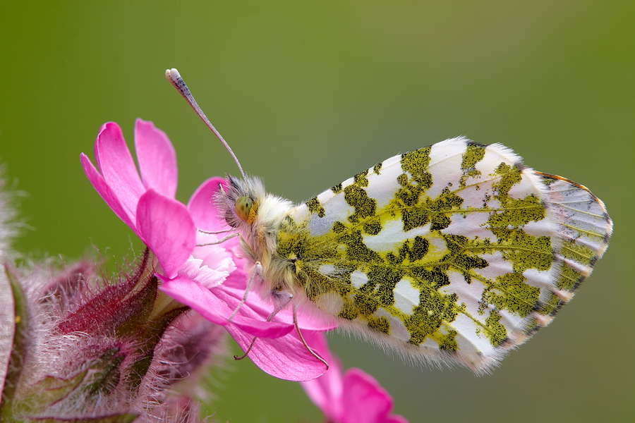 Aurorafalter (Anthocharis cardamines)