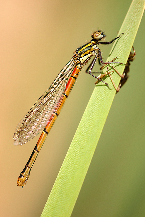 FrÃ¼he Adonislibelle (Pyrrhosoma nymphula)