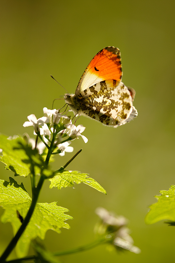 Aurorafalter (Anthocharis cardamines)