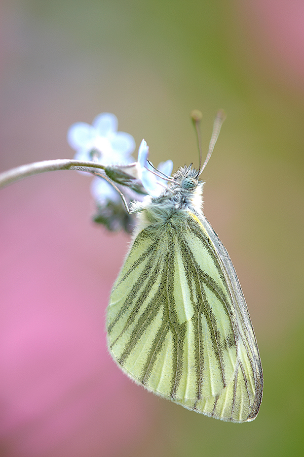 RapsweiÃŸling (Pieris napi)