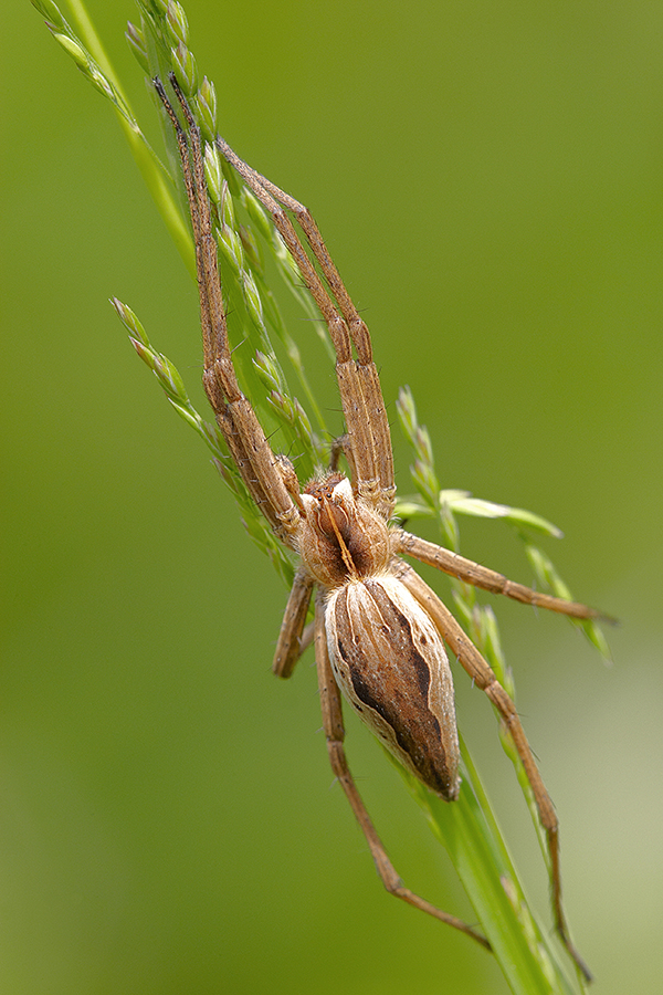 Listspinne (Pisaura mirabilis)