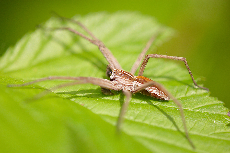 Listspinne (Pisaura mirabilis)