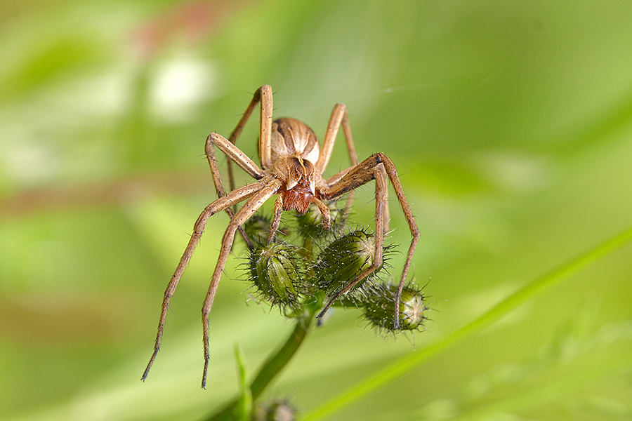 Listspinne (Pisaura mirabilis)