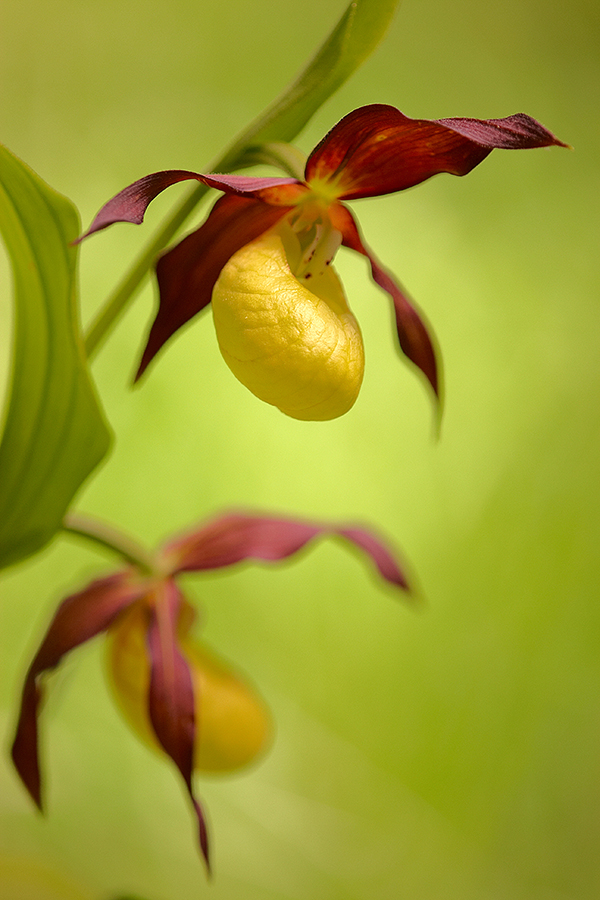 Gelber Frauenschuh (Cypripedium calceolus)