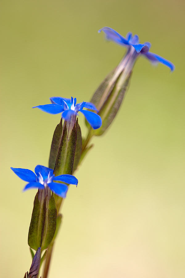 Schnee-Enzian (Gentiana nivalis)