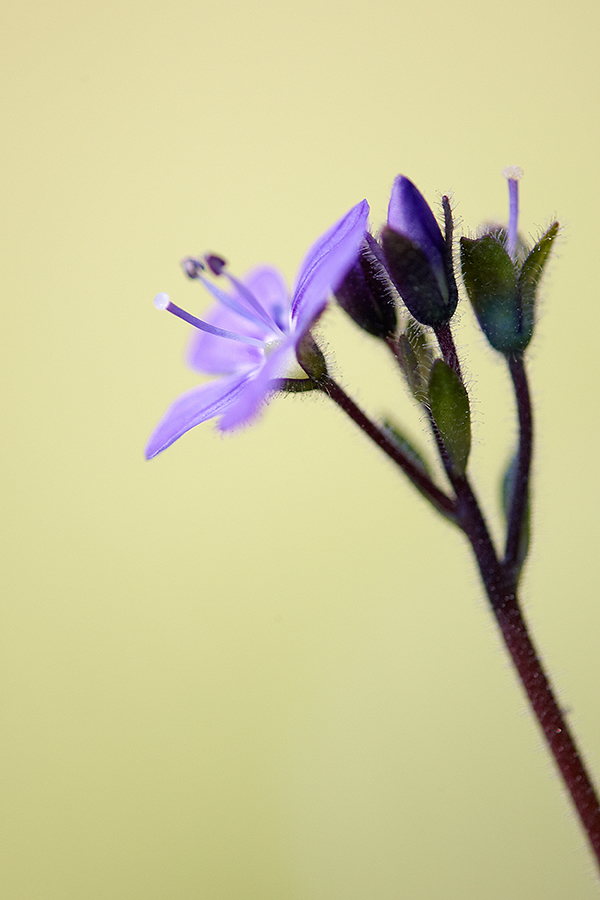 Blattloser Ehrenpreis (Veronica aphylla)