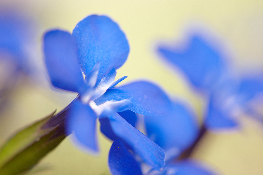 FrÃ¼hlings-Enzian (Gentiana verna)