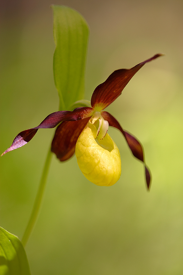 Gelber Frauenschuh (Cypripedium calceolus)