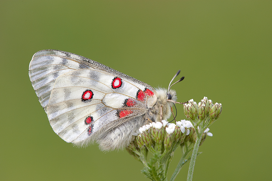 Roter Apollofalter (Parnassius apollo)