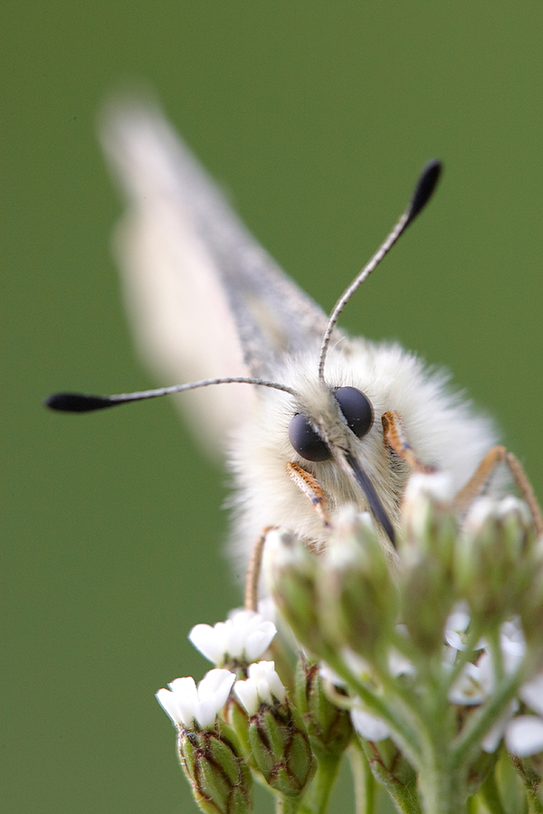 Roter Apollofalter (Parnassius apollo)