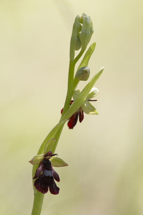 Fliegen-Ragwurz (Ophrys insectifera)