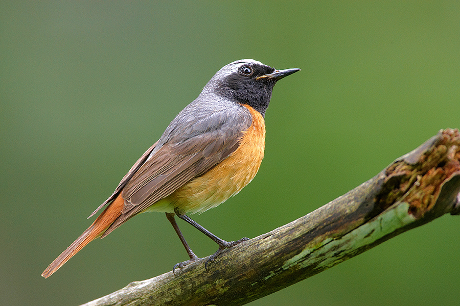 Gartenrotschwanz (Phoenicurus phoenicurus)