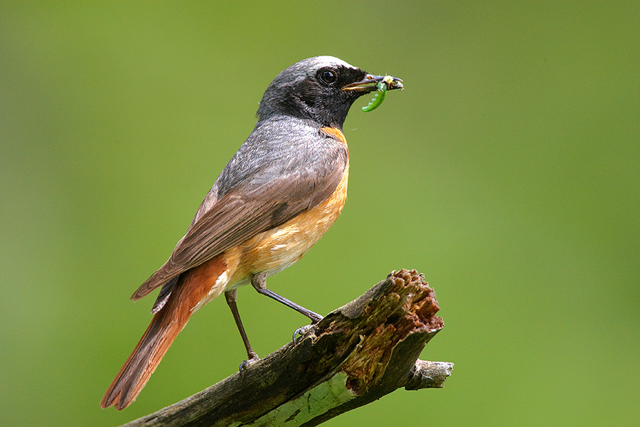 Gartenrotschwanz (Phoenicurus phoenicurus)