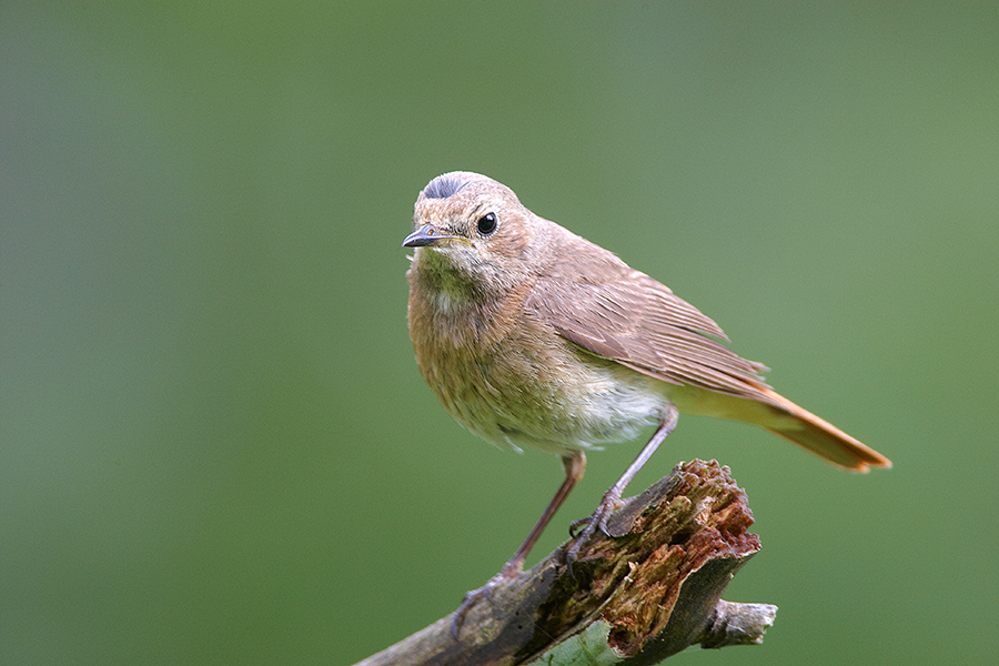 Gartenrotschwanz (Phoenicurus phoenicurus)