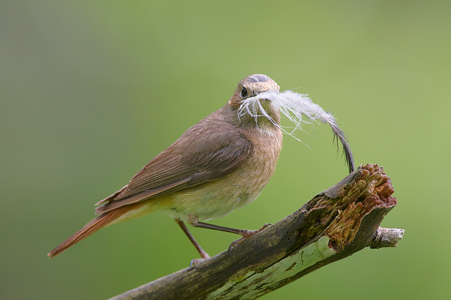 Gartenrotschwanz (Phoenicurus phoenicurus)