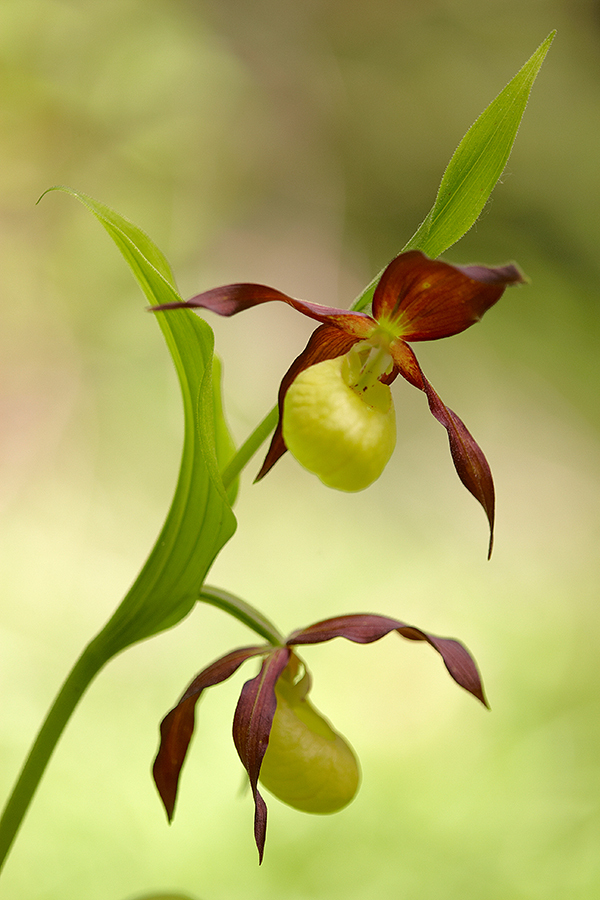 Gelber Frauenschuh (Cypripedium calceolus)