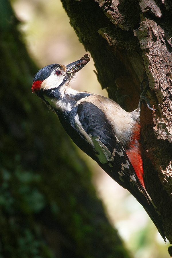 Buntspecht (Dendrocopos major)