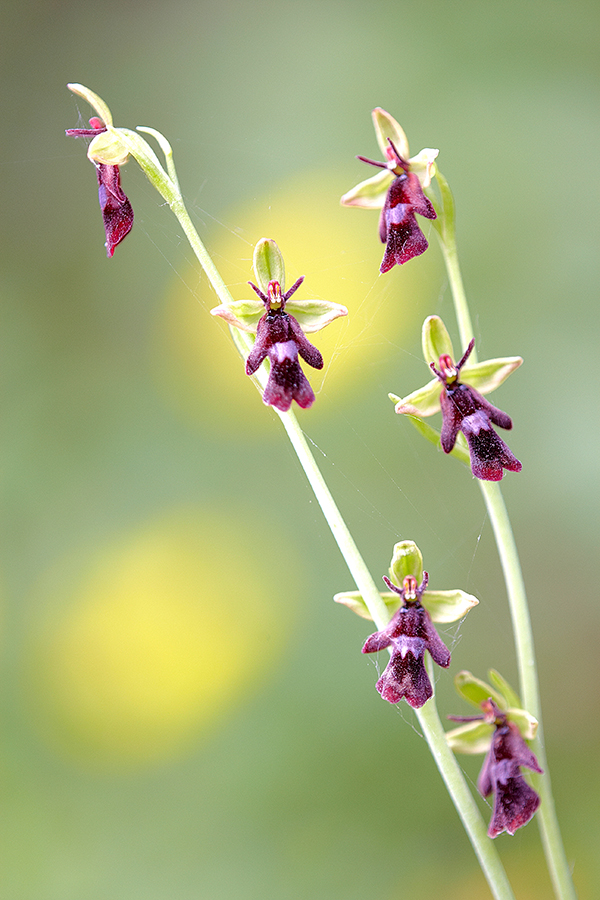 Fliegenragwurz (Ophrys insectifera)