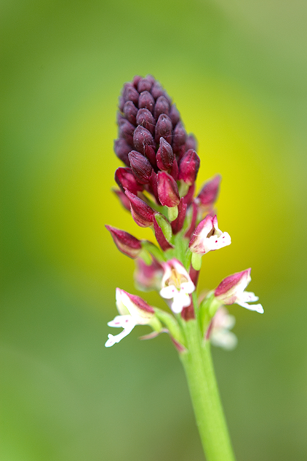 Brandknabenkraut (Orchis ustulata)