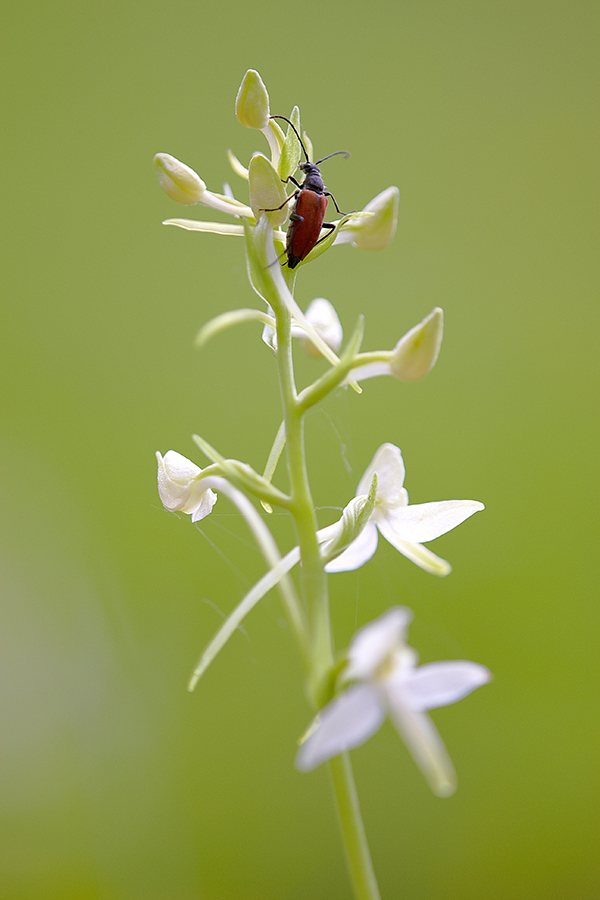 WeiÃŸe Waldhyazinthe (Platanthera bifolia)